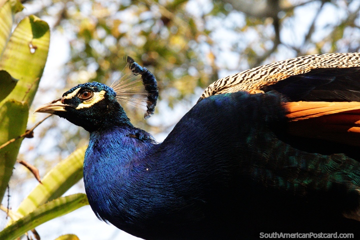 Peacock high in a tree in the Amazon in Moyobamba, safe from strange creatures. (720x480px). Peru, South America.