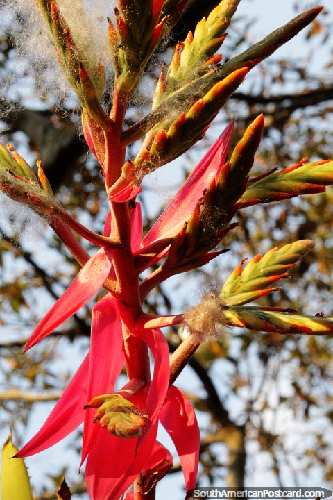 Planta rosada y verde que se extiende en todas direcciones, el Amazonas en Moyobamba. (480x720px). Per, Sudamerica.