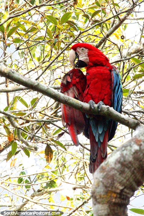 Arara-vermelha com asas azuis no alto das rvores na floresta amaznica de Moyobamba. (480x720px). Peru, Amrica do Sul.