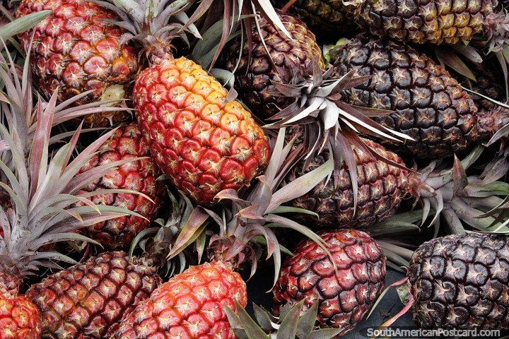 Pineapples from the jungle for sale around Moyobamba. (720x480px). Peru, South America.
