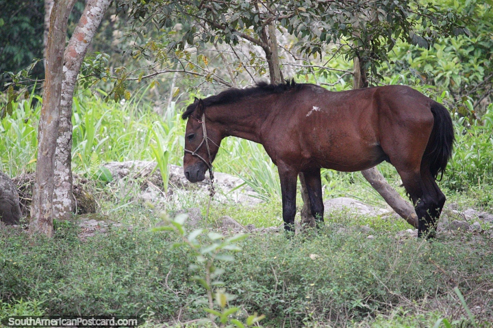 Cavalo castanho no campo denso em torno de Moyobamba. (720x480px). Peru, Amrica do Sul.
