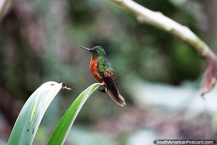 Green and brown hummingbird in the countryside in Leymebamba. (720x480px). Peru, South America.