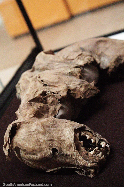 Mummified dog with leathery skin at Leymebamba museum. (480x720px). Peru, South America.