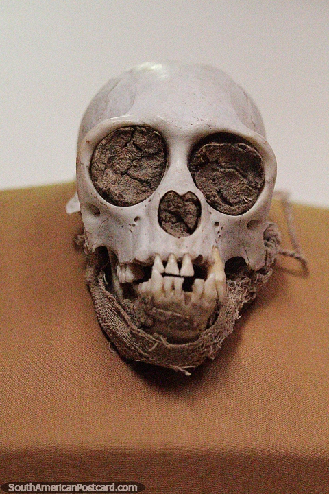 Mummified monkey skull with eyes filled with raw cotton, Leymebamba museum. (480x720px). Peru, South America.