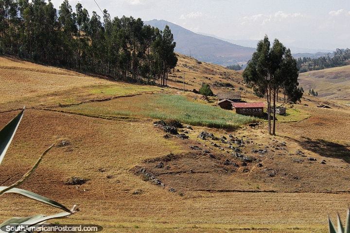 Campo de cultivo y granja en las colinas alrededor de Celendin. (720x480px). Per, Sudamerica.