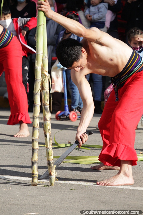Cortar bamb con machete, danza cultural que se realiza en Chota. (480x720px). Per, Sudamerica.