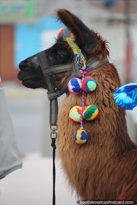Meet a llama on the waterfront at the plaza in Chimbote. (480x720px). Peru, South America.