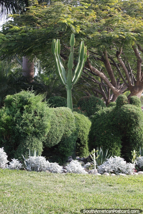 Los cactus crecen en los jardines de la plaza principal de nueva Chimbote. (480x720px). Per, Sudamerica.