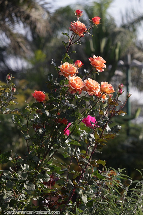 Las rosas florecen en los jardines de la plaza de Chimbote. (480x720px). Per, Sudamerica.