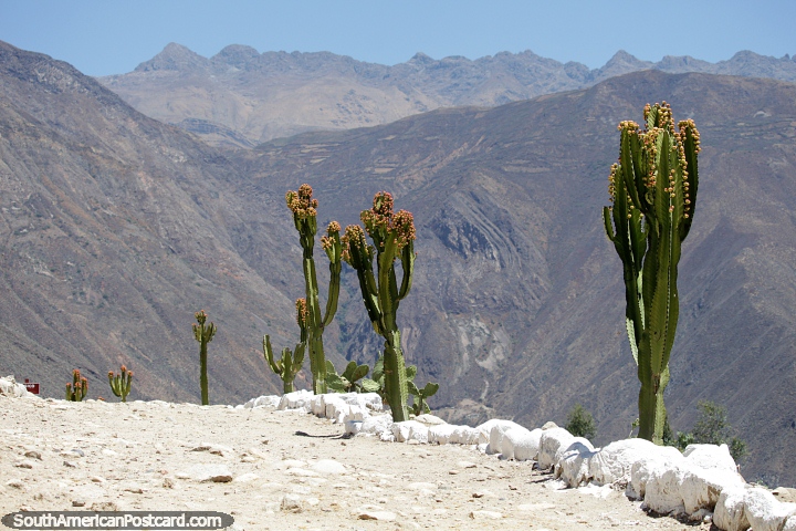 El cactus crece a lo largo de la cresta en las ruinas de Tumshukayko en Caraz con montañas detrás. (720x480px). Perú, Sudamerica.