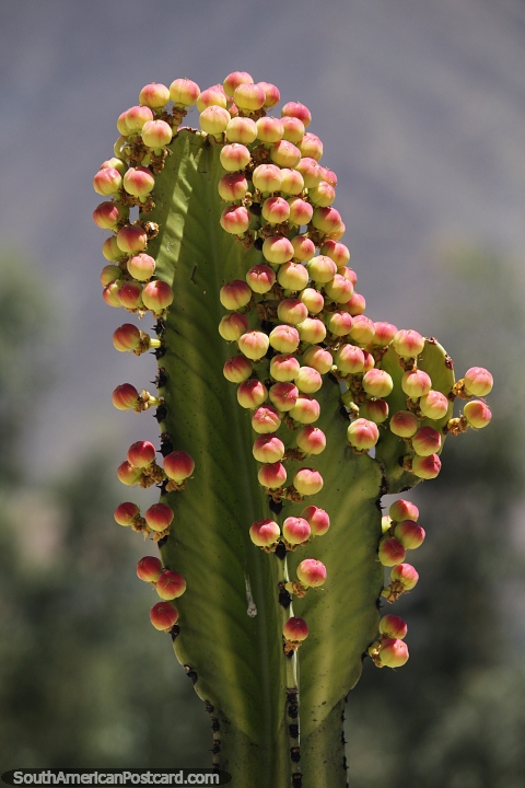 Muchas pequeñas bayas crecen en un cactus en las montañas de Caraz. (480x720px). Perú, Sudamerica.