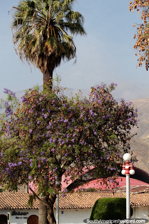 Grande rvore roxa e palmeira na praa em Caraz, um dia ensolarado. (480x720px). Peru, Amrica do Sul.