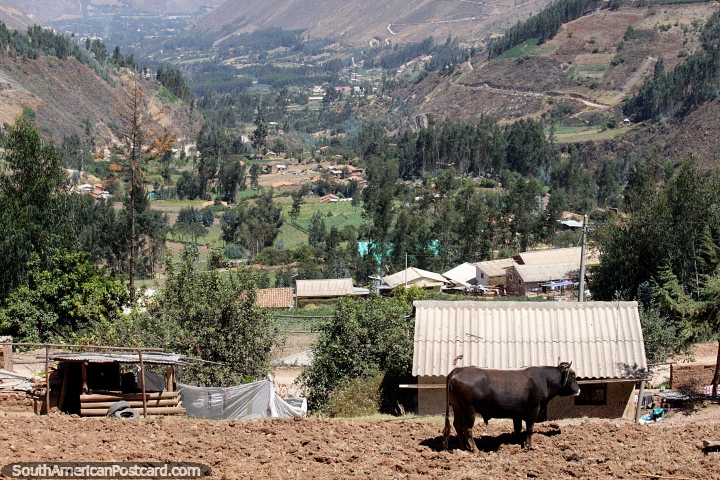 Tierras de cultivo en los valles de las montaas de Caraz, la vaca tiene una gran vista. (720x480px). Per, Sudamerica.