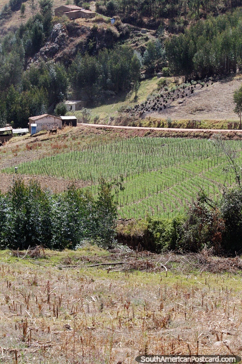 Campos de cultivo y tierras de cultivo en las montaas de Caraz. (480x720px). Per, Sudamerica.