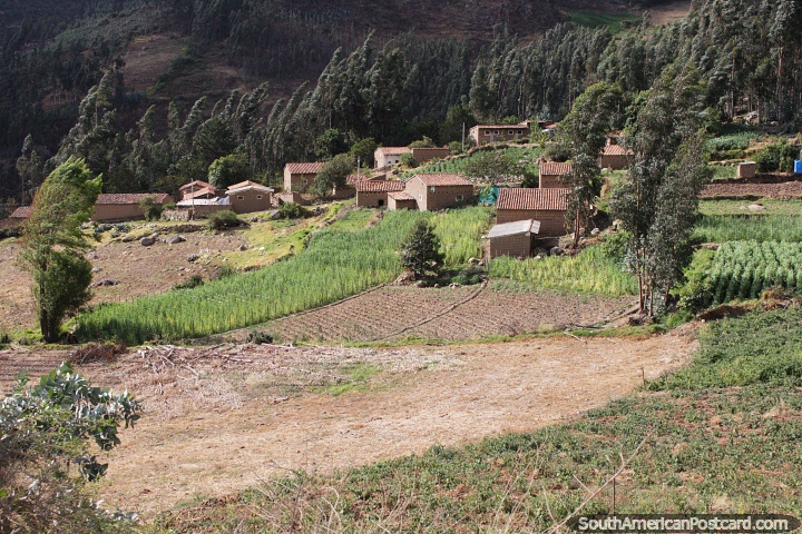 Comunidad con tierras productivas en los cerros de Caraz, cultivos en crecimiento. (720x480px). Per, Sudamerica.