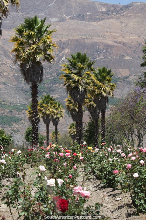 Las rosas y las palmeras hacen de Campo Santo un hermoso lugar para pasear en Yungay. (480x720px). Per, Sudamerica.