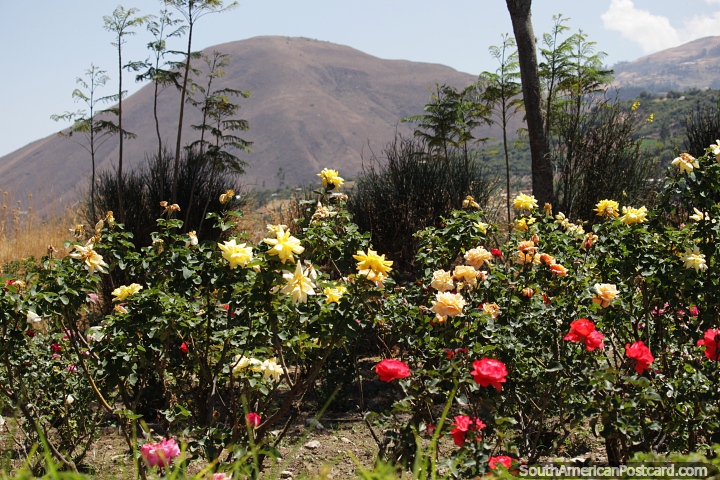 Red and yellow flowers and distant mountains at Campo Santo, Yungay. (720x480px). Peru, South America.