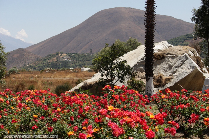 Red roses in front of a huge boulder thrown by the earthquake at Campo Santo, Yungay. (720x480px). Peru, South America.