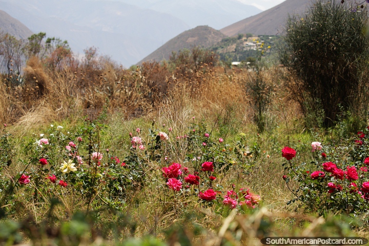 Roses grow on the edge of Campo Santo in the bushy grass, Yungay. (720x480px). Peru, South America.
