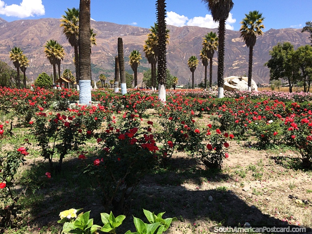 Rosales rojos y altas palmeras verdes en Campo Santo, Yungay. (640x480px). Per, Sudamerica.