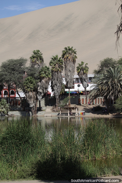 Enjoy the tranquil surroundings out of the city at Huacachina lagoon. (480x720px). Peru, South America.