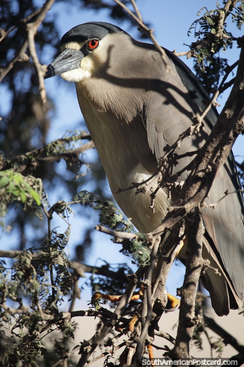 Grande pássaro cinza em uma árvore acima da lagoa em Huacachina. (480x720px). Peru, América do Sul.