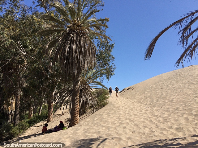 Walk from the lagoon up to the sand dunes in Huacachina. (640x480px). Peru, South America.