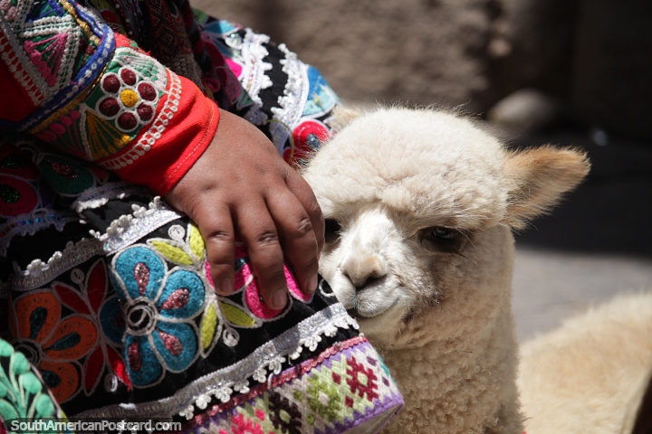Alpacas are very calm animals, especially when out for the day in Cusco city. (720x480px). Peru, South America.