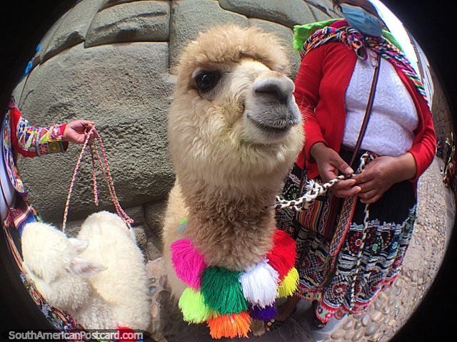 Todo el que viene a Cusco se hace amigo de la alpaca o 2. (640x480px). Perú, Sudamerica.