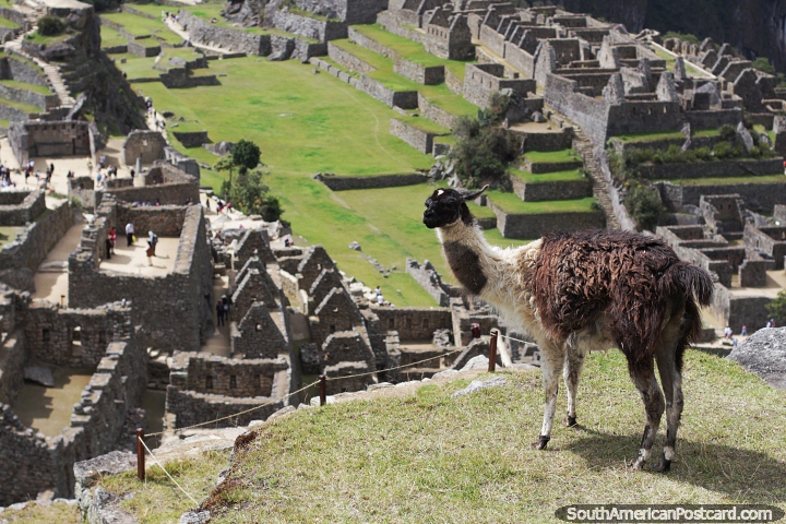 Llamas marrones y blancas se paran frente a su casa en Machu Picchu. (720x480px). Per, Sudamerica.