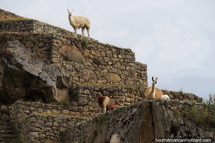 Las llamas deambulan libres por la ciudad de piedra de los Incas - Machu Picchu. (720x480px). Perú, Sudamerica.