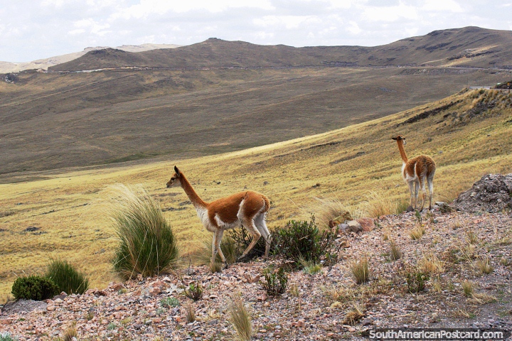 Alpaca en el altiplano entre Ayacucho y Andahuaylas. (720x480px). Per, Sudamerica.