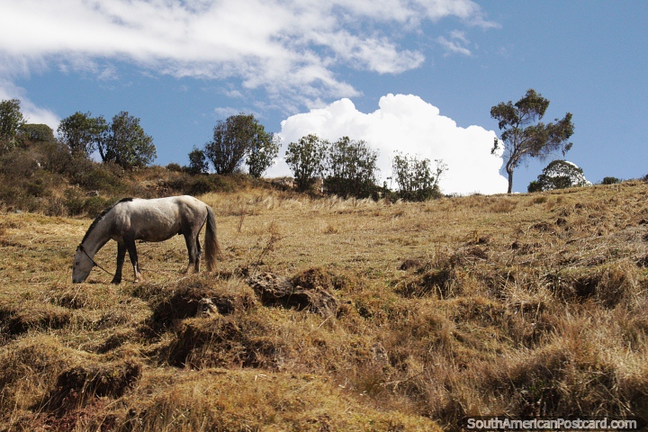 Caballo en una ladera alrededor de Nueva Esperanza, al oeste de Andahuaylas. (720x480px). Per, Sudamerica.