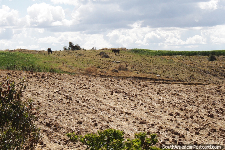Vacas en el campo alrededor de Nueva Esperanza, al oeste de Andahuaylas. (720x480px). Per, Sudamerica.