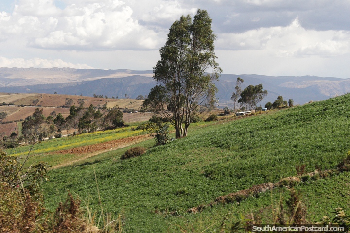 Campia y campos de cultivo en Nueva Esperanza, al oeste de Andahuaylas. (720x480px). Per, Sudamerica.