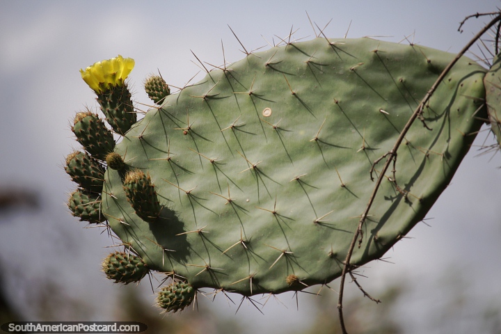 Hoja de cactus con una flor amarilla y otras listas para florecer en Abancay. (720x480px). Per, Sudamerica.