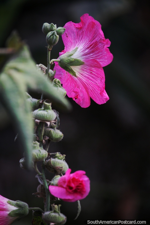 Flor rosa aberta à luz, natureza nas colinas de Abancay. (480x720px). Peru, América do Sul.