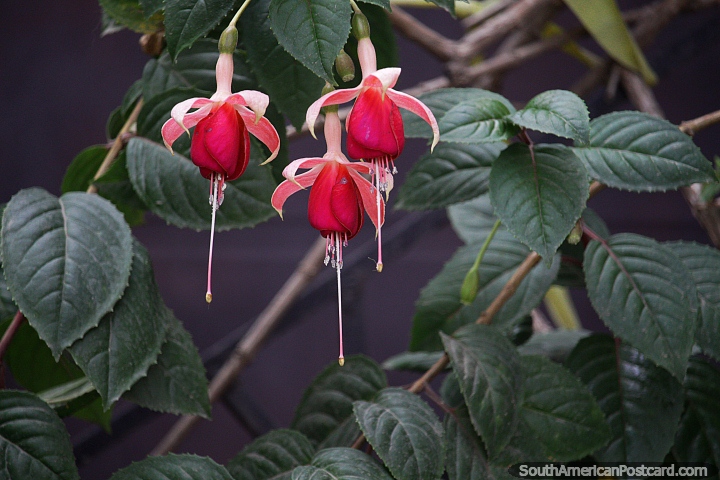 Red flowers hang upside down in the forests in Abancay. (720x480px). Peru, South America.