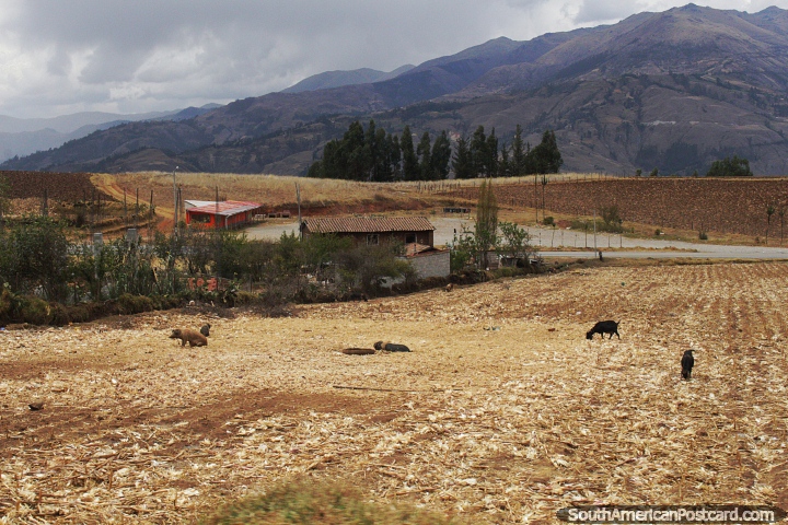Campo e animais nas montanhas entre Abancay e Limatambo. (720x480px). Peru, Amrica do Sul.