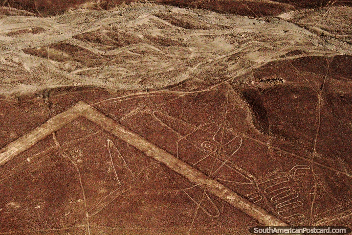 A Baleia, primeira figura vista do avião sobre as Linhas de Nazca. (720x480px). Peru, América do Sul.