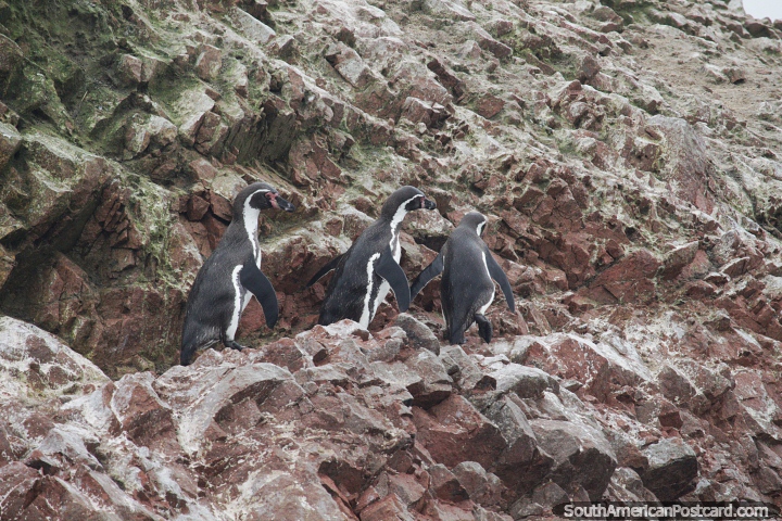 3 pinginos suben por la dura pendiente rocosa de las Islas Ballestas en Paracas. (720x480px). Per, Sudamerica.
