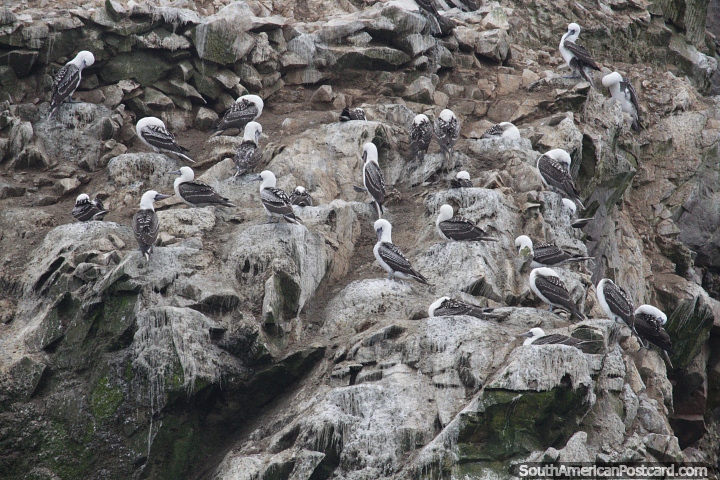 Atobs preto e branco nas rochas em Islas Ballestas em Paracas. (720x480px). Peru, Amrica do Sul.