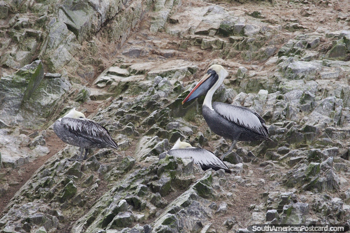 Pelicans on a rocky cliff-face at the Islas Ballestas in Paracas. (720x480px). Peru, South America.
