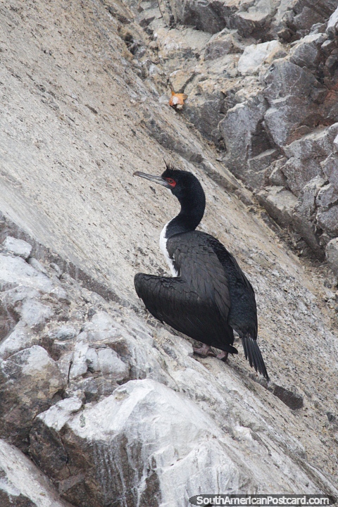 Gran ave marina negra, una de las muchas especies de aves que viven en las Islas Ballestas en Paracas. (480x720px). Per, Sudamerica.