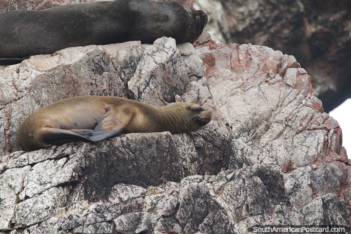 Foca durmiente sobre rocas con un gran lobo marino encima en Islas Ballestas en Paracas. (720x480px). Per, Sudamerica.