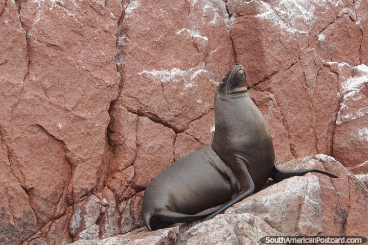Vea focas y otros animales salvajes en las Islas Ballestas en Paracas. (720x480px). Per, Sudamerica.