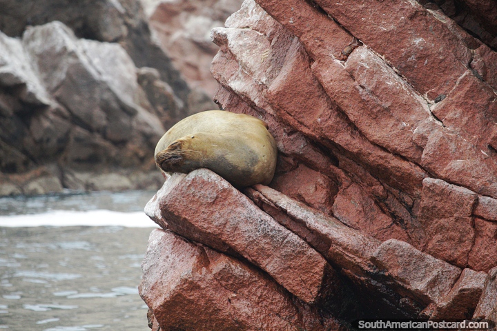 Encaramada en una roca, una foca duerme profundamente en Islas Ballestas en Paracas. (720x480px). Per, Sudamerica.