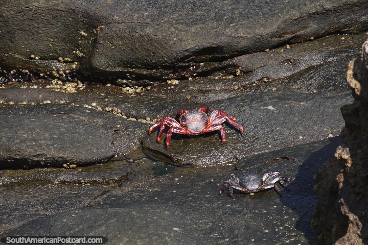 Red crab and his smaller silver friend on the rocks at Paracas National Park. (720x480px). Peru, South America.