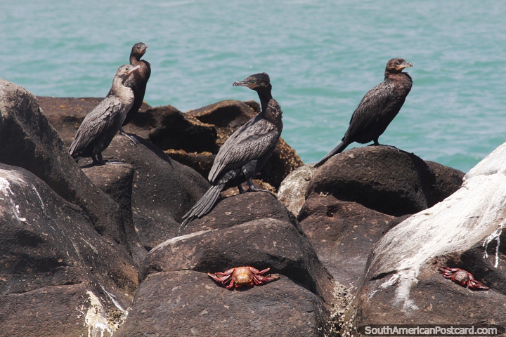 Sea birds on rocks with crabs as their food supply at Paracas National Park. (720x480px). Peru, South America.