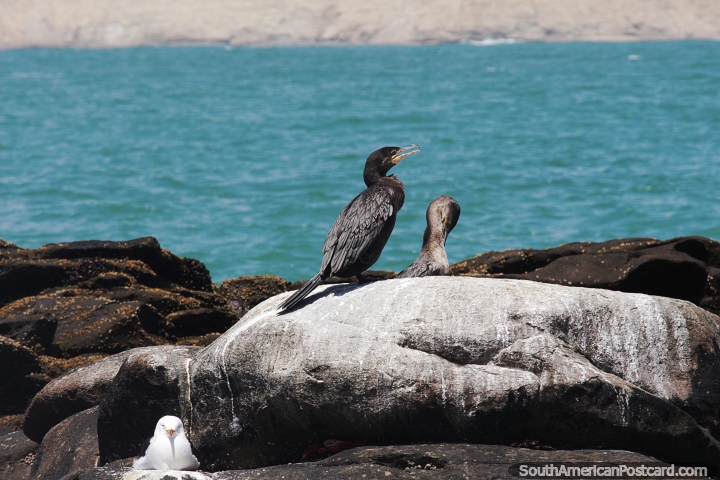 Ave do mar negro olha para o mar e uma gaivota escondida no Parque Nacional de Paracas. (720x480px). Peru, Amrica do Sul.